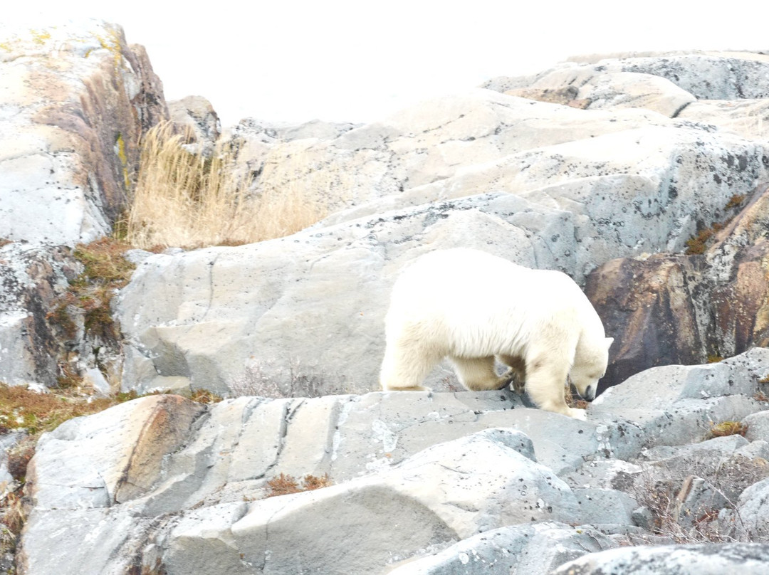 Lazy Bear Lodge主图