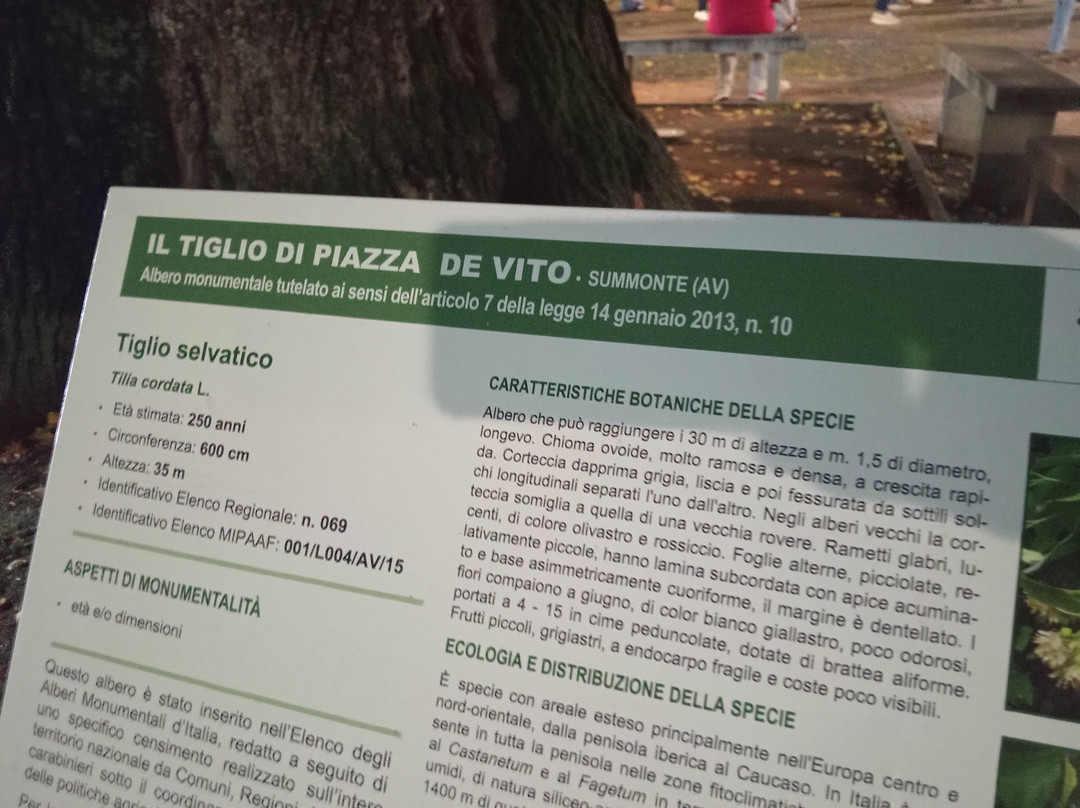 Tiglio Secolare di Summonte-Summonte必去景点