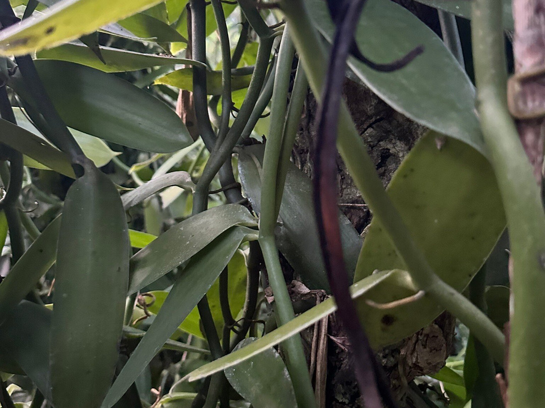 Ella Spice Garden-埃勒必去景点