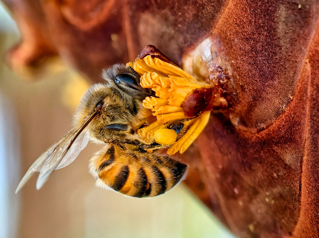 Edelweiss Tours, Seychellen-普拉兰岛必去景点