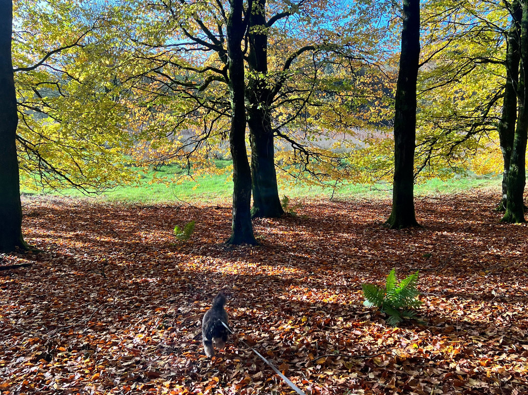 Seskinore Forest Park-奥马必去景点