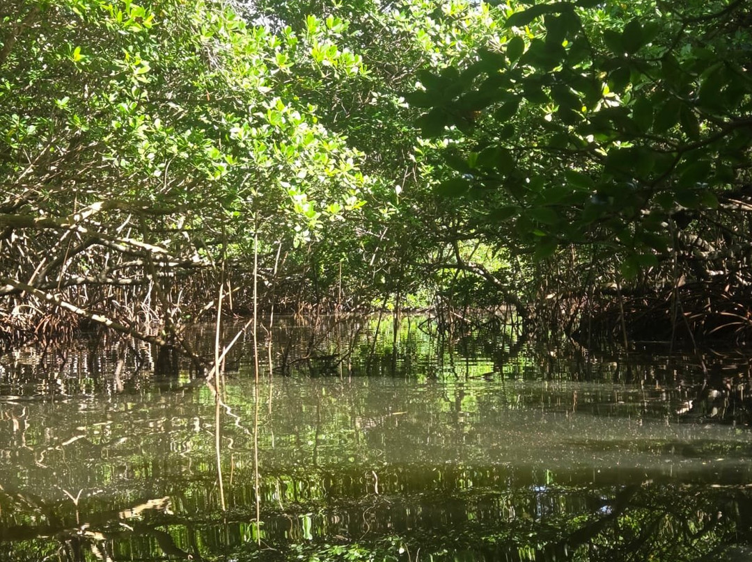 Kayak Mangrove Martinique-圣吕斯必去景点