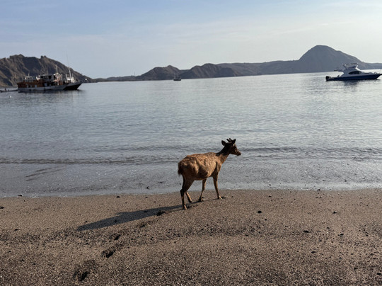 Info Tour Komodo-Labuan Bajo必去景点