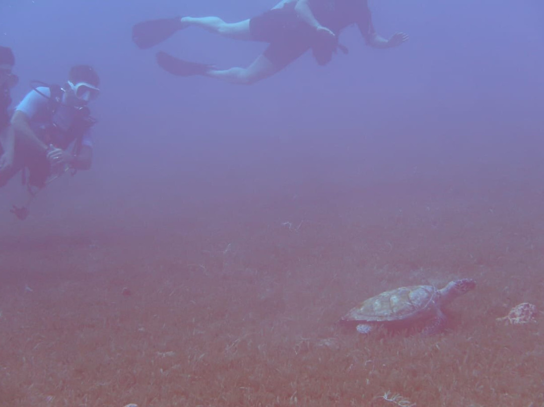 Tropicalsub Diving-Deshaies必去景点