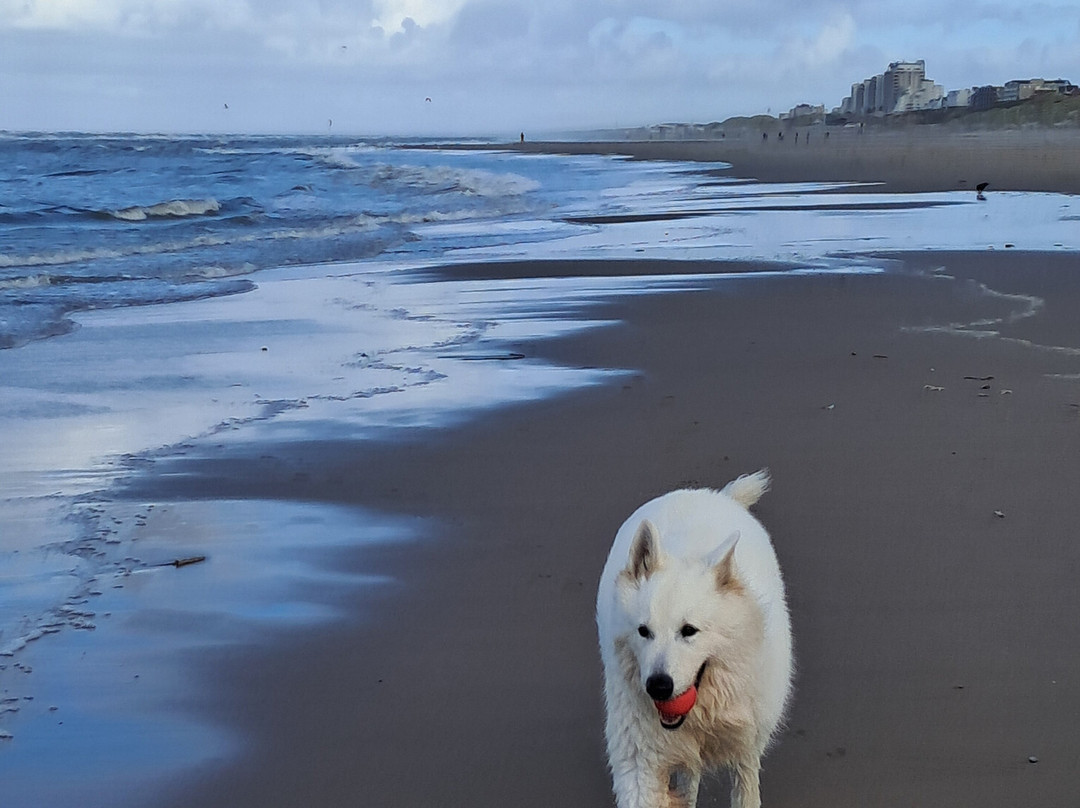 皇宫诺德韦克丽笙布鲁酒店主图
