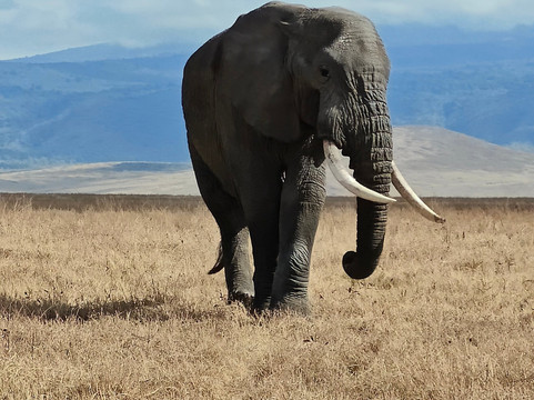 Togola Safaris And Adventure-阿鲁沙必去景点