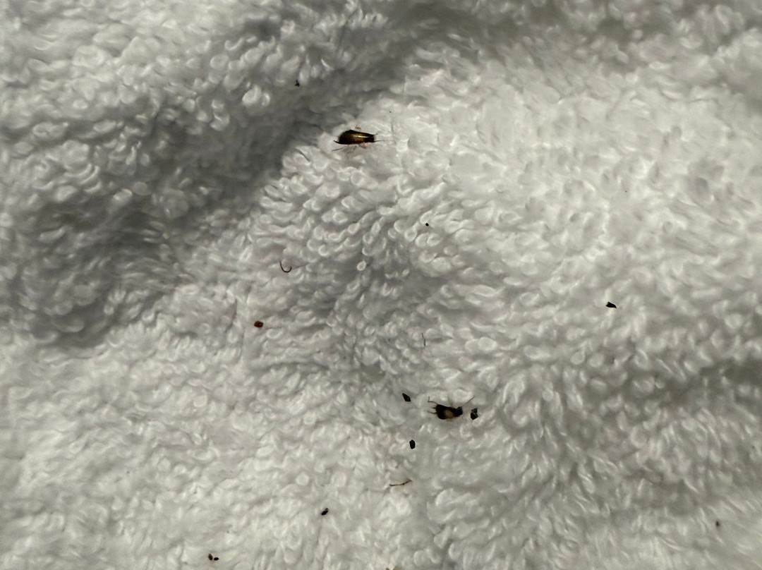 Comfort Suites Milledgeville主图