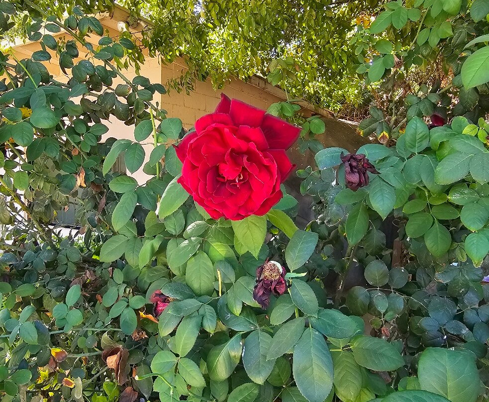 Wildlife World Zoo and Aquarium-Litchfield Park必去景点