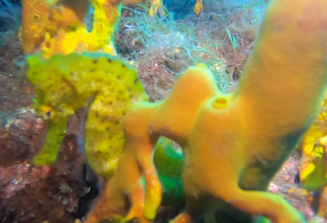 Buceo Isla Bonita-La Palma必去景点
