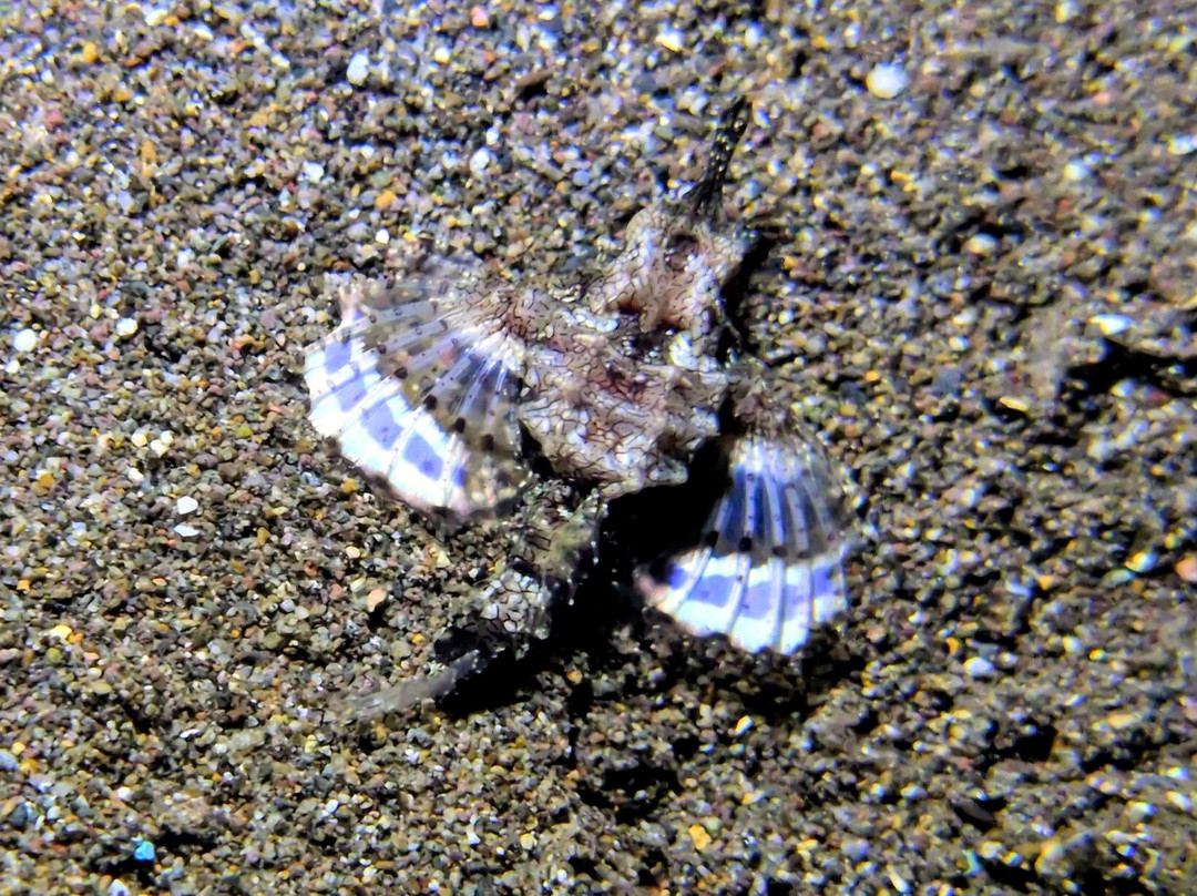 Ankermi Happy Dive Center-Maumere必去景点