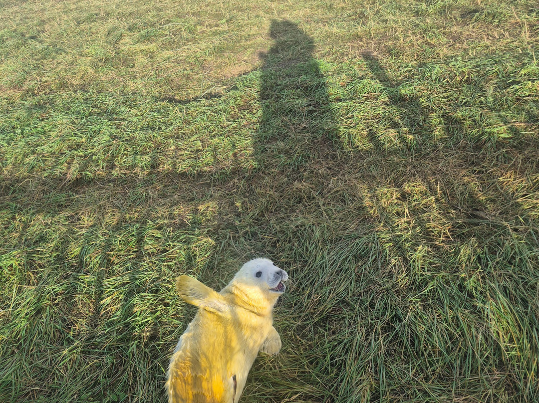 Donna Nook Nature Reserve-North Somercotes必去景点