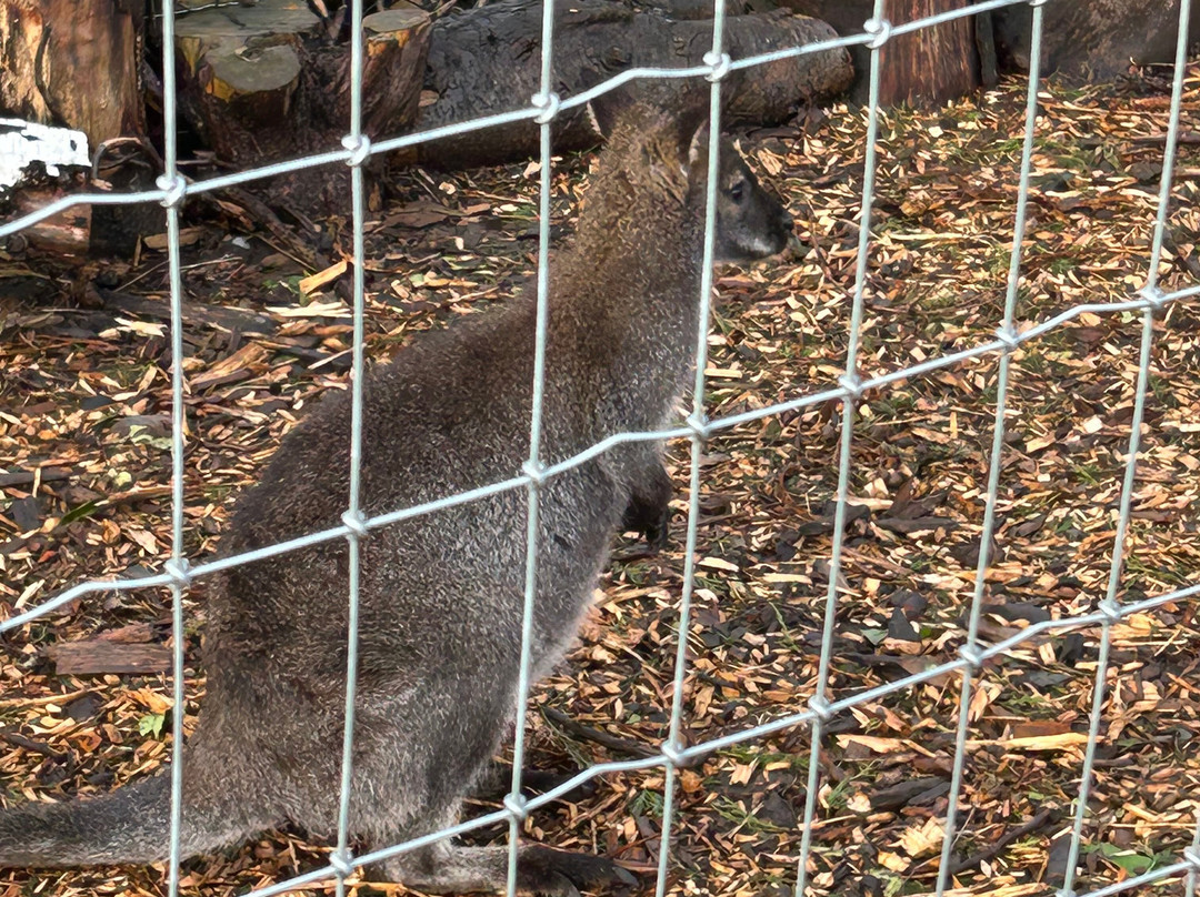 Nanny Sharon's Alpaca Farm C.I.C-Prenton必去景点
