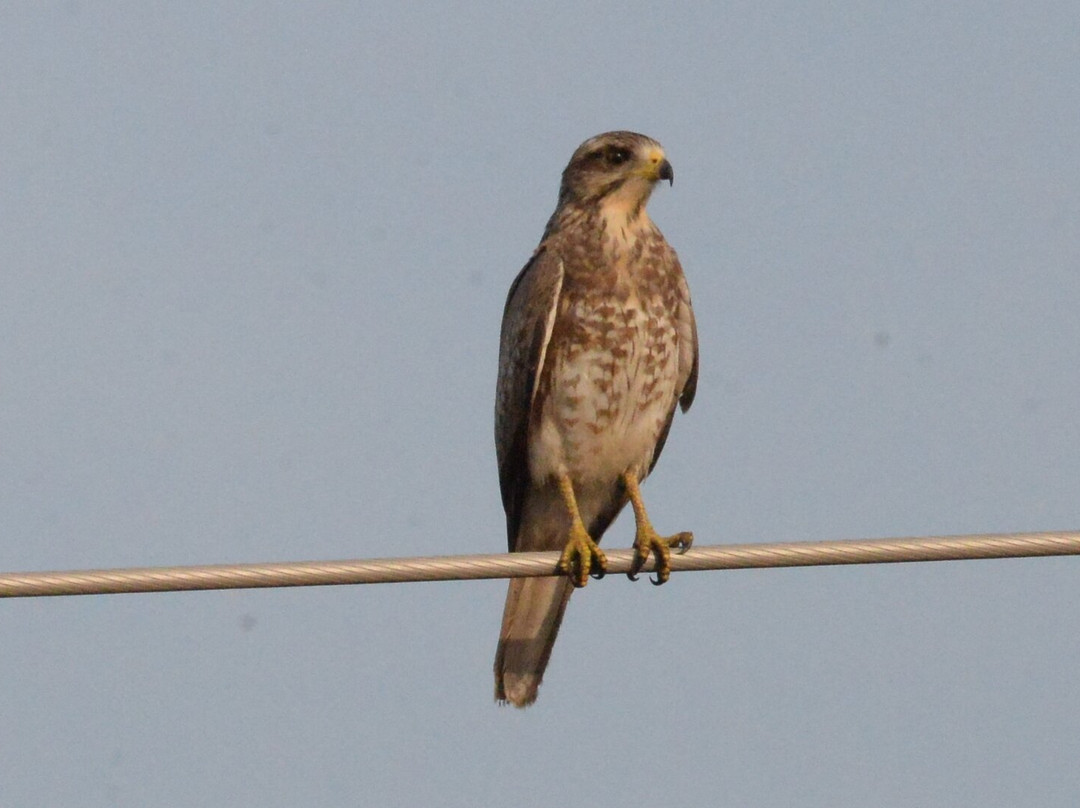 Avocet & Peregrine (Birding & Bird Photography)-巴拿吉必去景点
