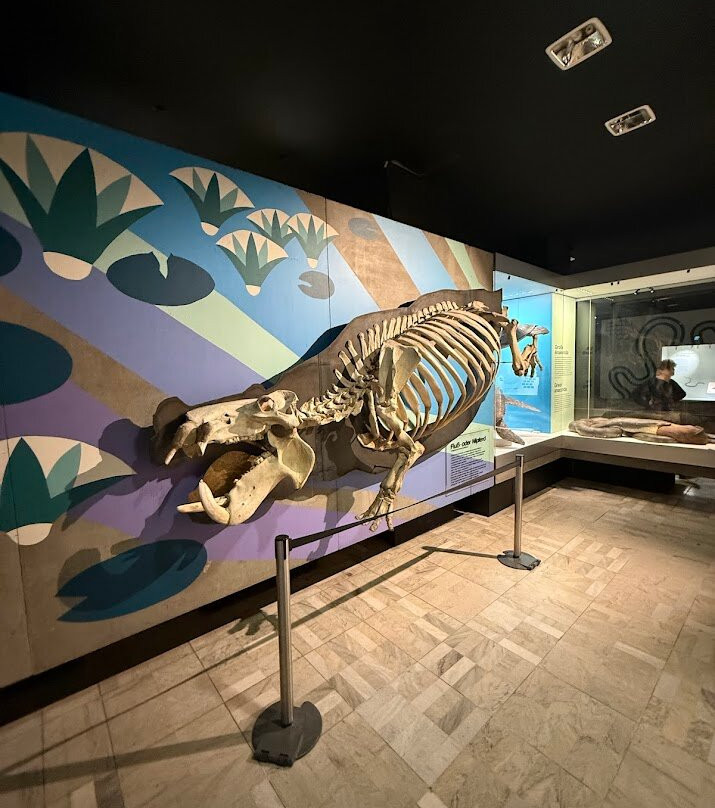 森肯伯格自然历史博物馆-法兰克福必去景点