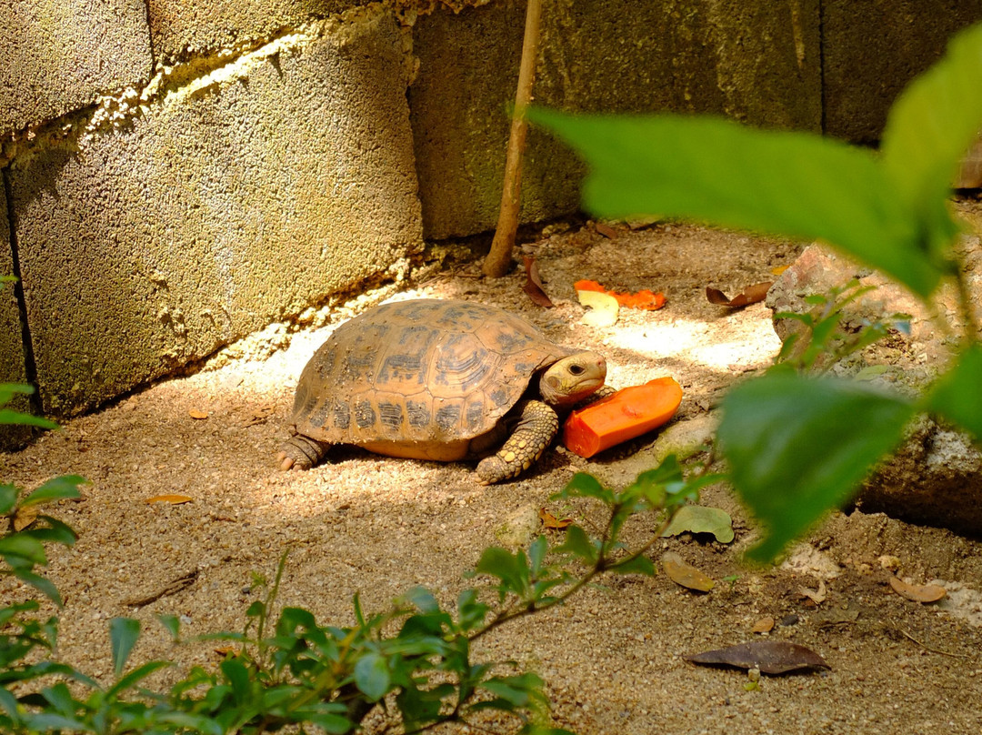 生态森林大象保护区-拜县必去景点
