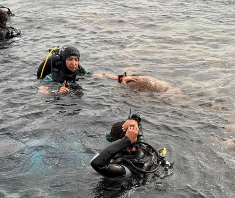 H2O Divers Dahab-达哈卜必去景点