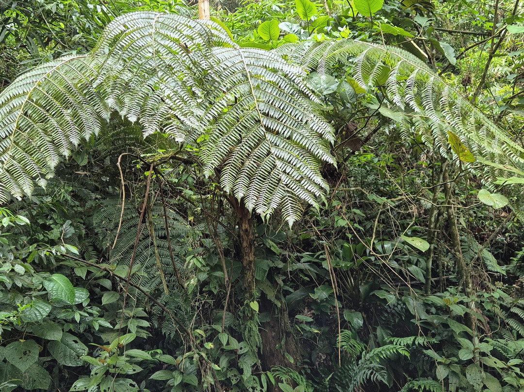 Dagami Tour Ilhabela-伊利亚贝拉必去景点