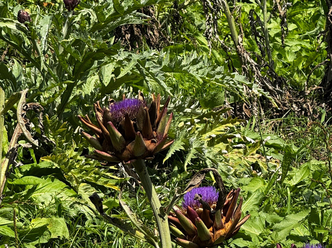 Vinícola XV de Novembro-Sao Roque必去景点