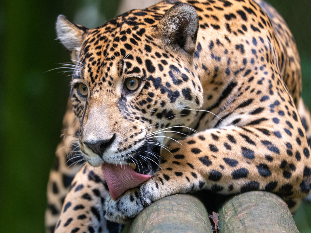 Zoo De Guadeloupe Au Parc Des Mamelles-Bouillante必去景点