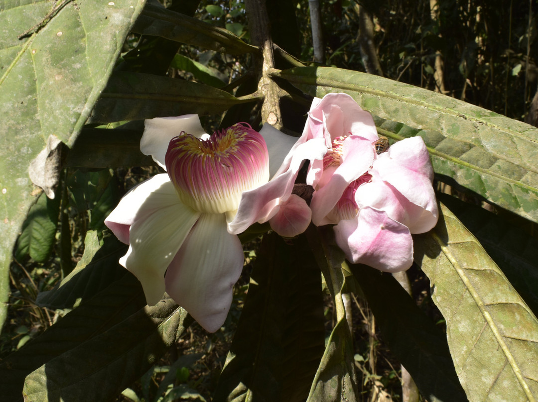 Bosque Protector Cerro Blanco-瓜亚基尔必去景点