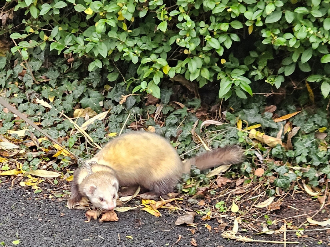 Greenacres Animal Park-Deeside必去景点