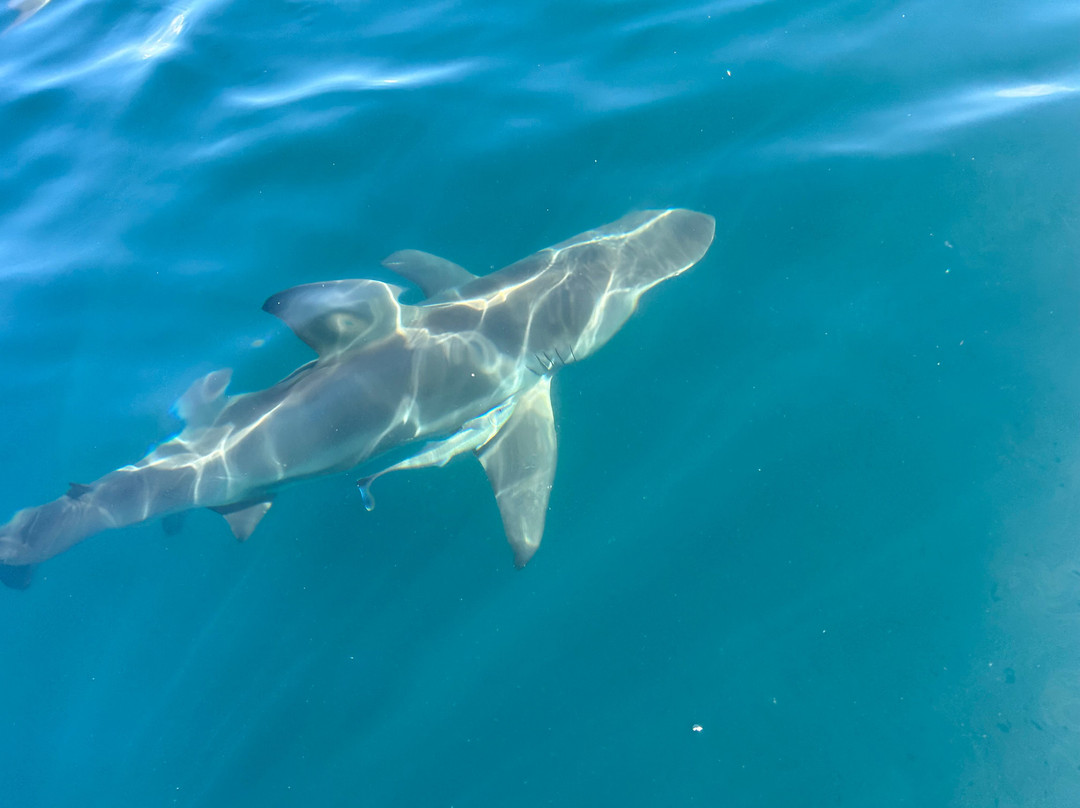 Oceans Alive-Scottburgh必去景点