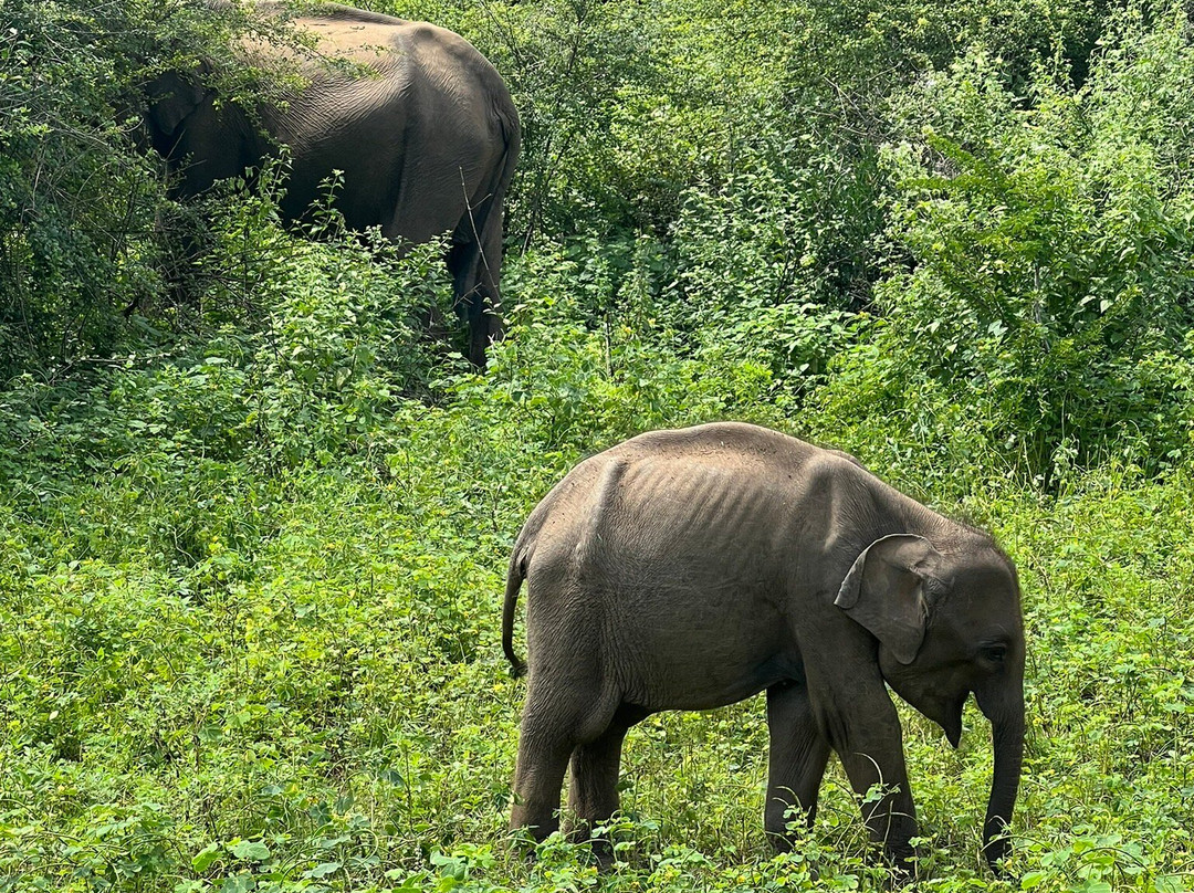 Visit Udawalawe National Park-乌达瓦拉维国家公园必去景点