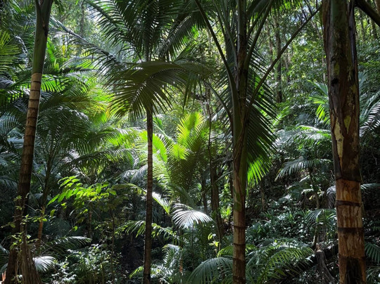 Ellis Tours Tobago-克朗波因特必去景点