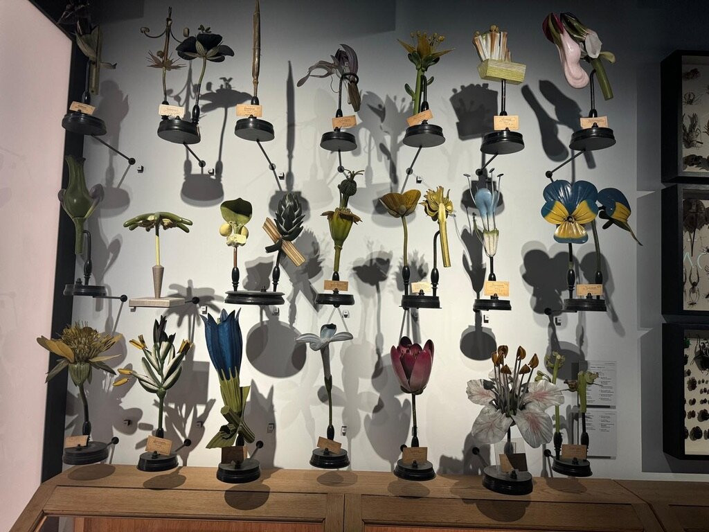 GUM - Ghent University Museum-根特必去景点