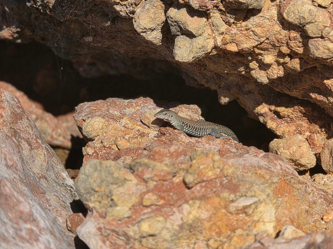 Salinas de Cabo Rojo-Cabo Rojo必去景点