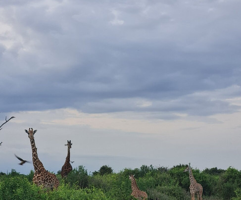 Omar Safari Kenya-瓦塔木必去景点