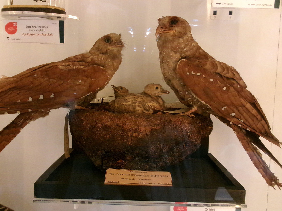 University Museum of Zoology-剑桥必去景点