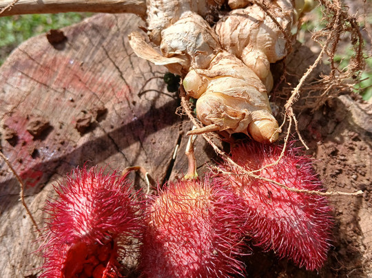 Laura's Herb & Spice Garden-St. George's必去景点