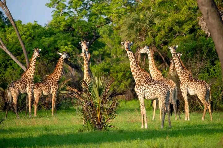 Saadani Tour Operator-巴加莫约必去景点