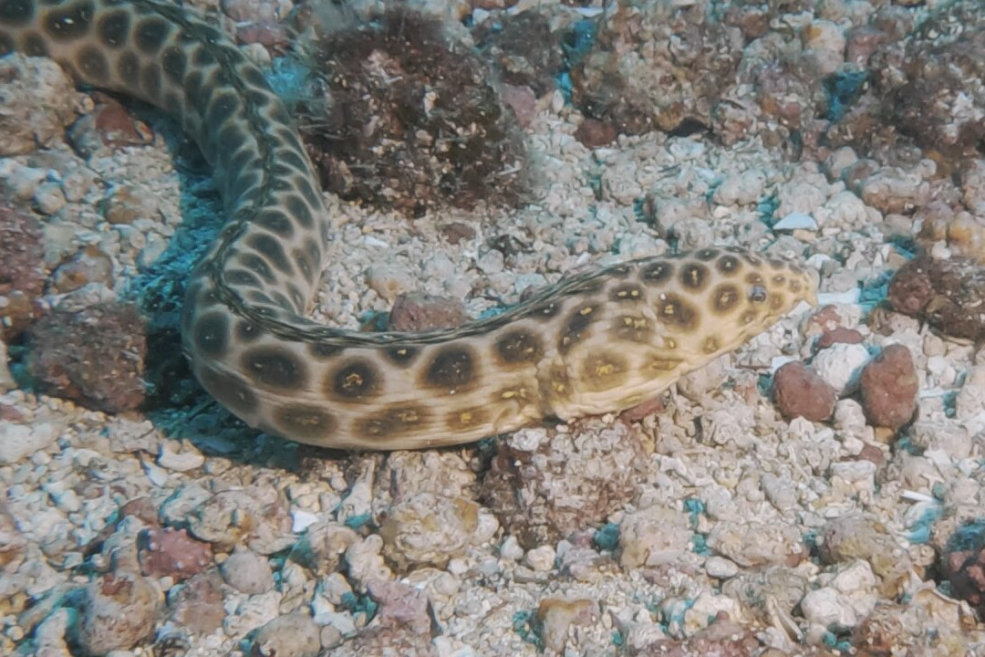 Buceo Norte-大加纳利必去景点