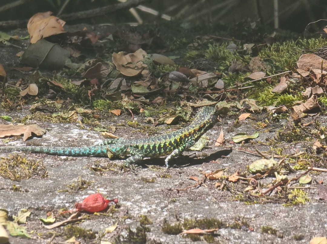 Reserva Biologica Juan Millanao-Panguipulli必去景点