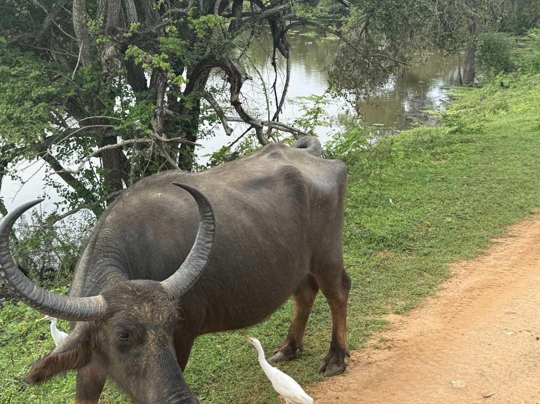Lanka Tracker - Day Tours-马塔拉必去景点