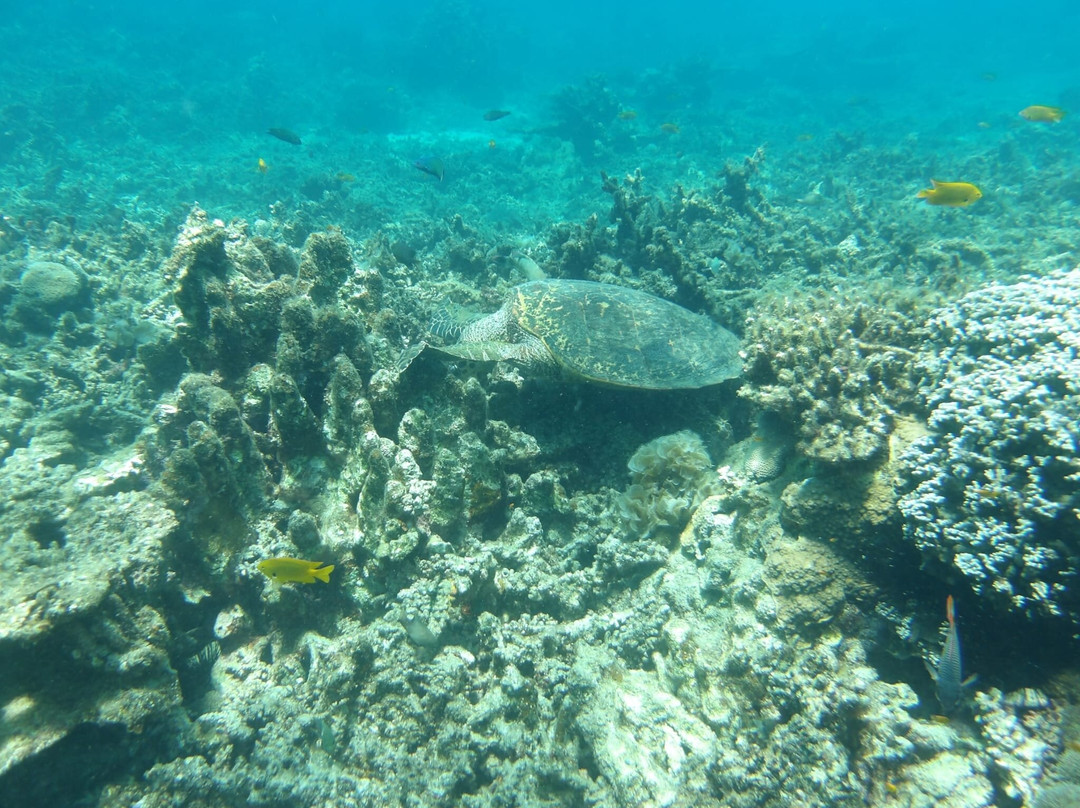 Nosy Tanikely-Nosy Tanihely必去景点