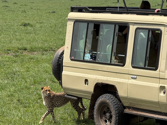 Azmina Tours & Safaris - Sheriffo-马林地必去景点