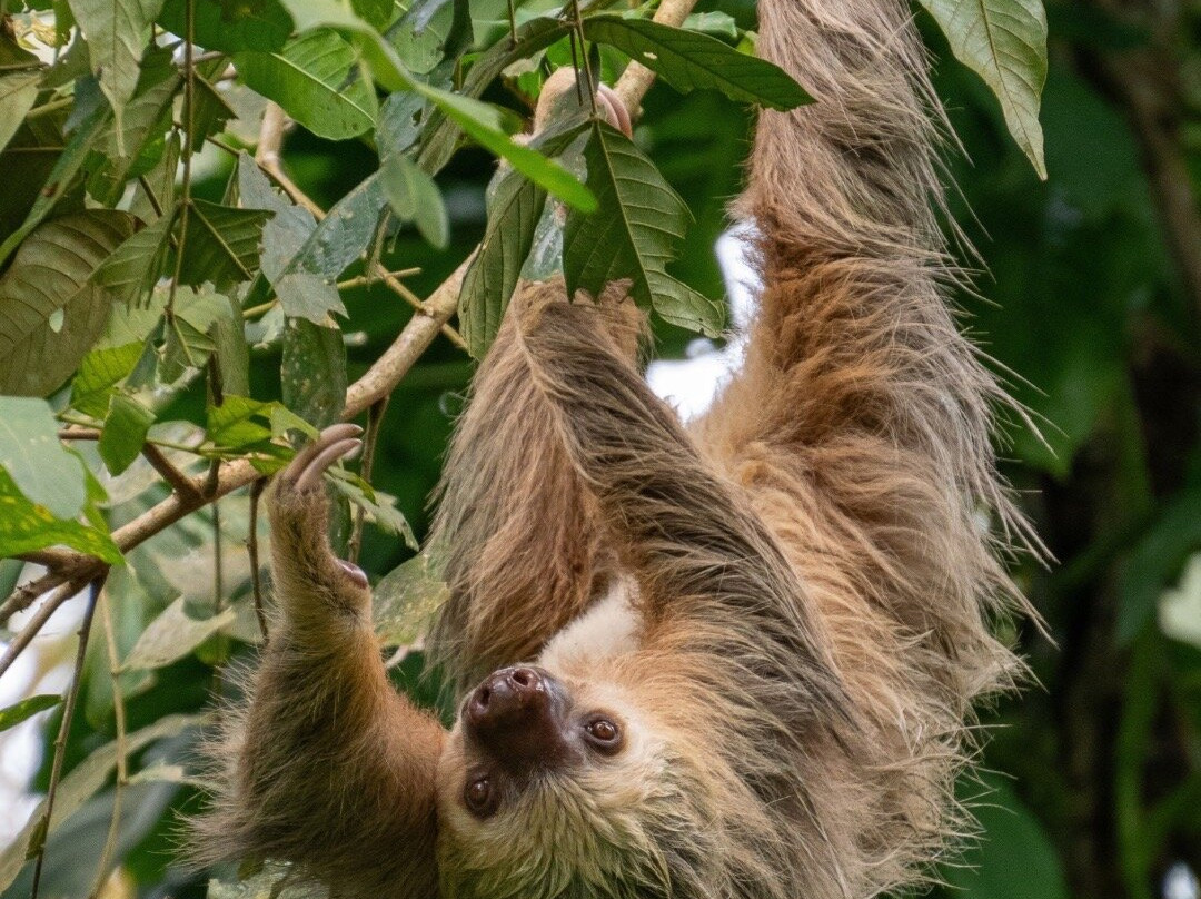 Cuyabeno Reserve-Cuyabeno Wildlife Reserve必去景点