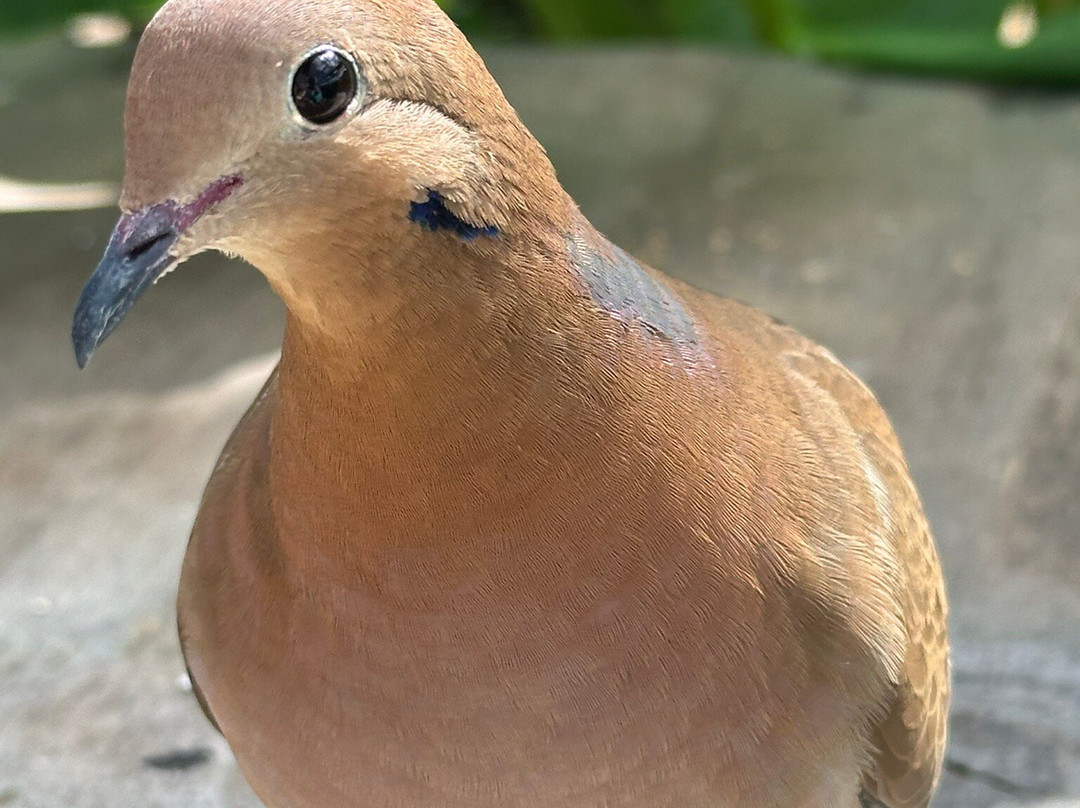 Parotte Ville Bird Sanctuary-圣马丁岛必去景点