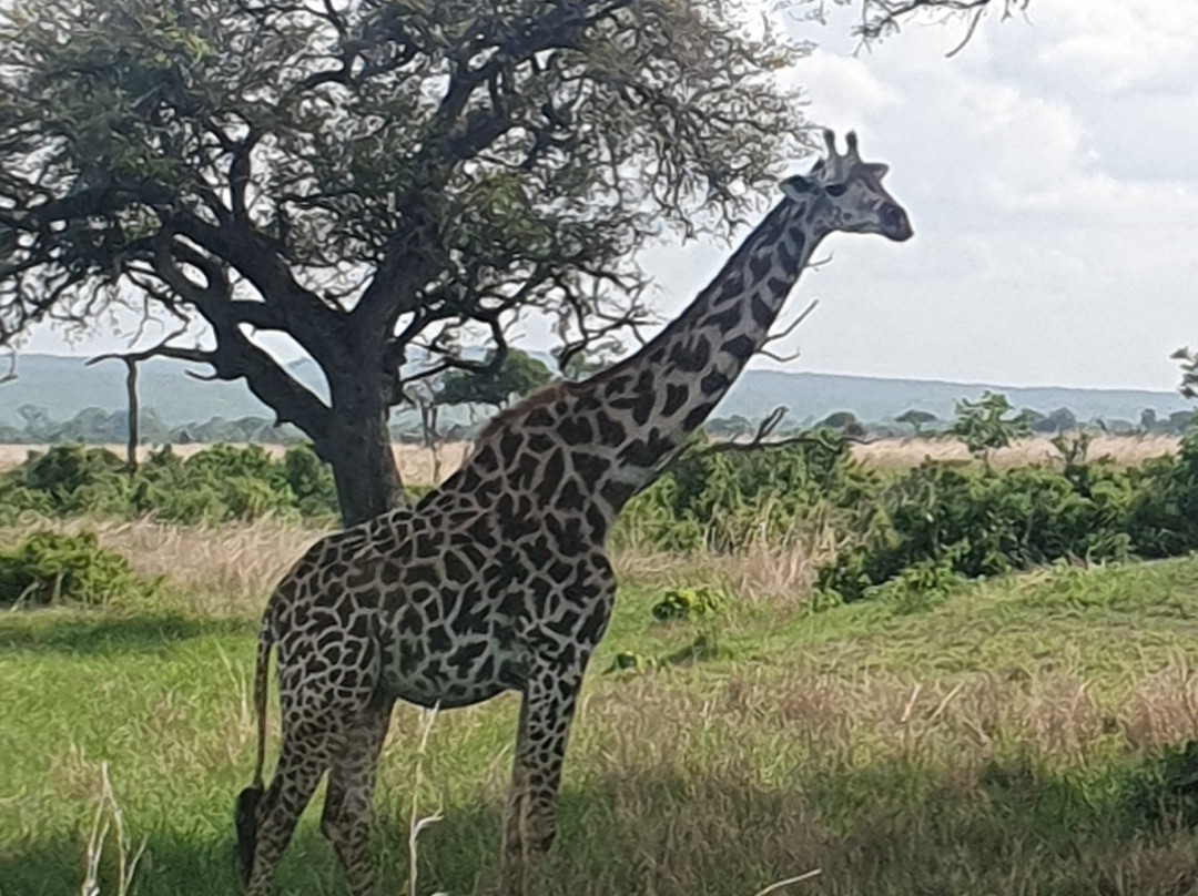 TanzAmerica Safaris Ltd.-米库米国家公园必去景点