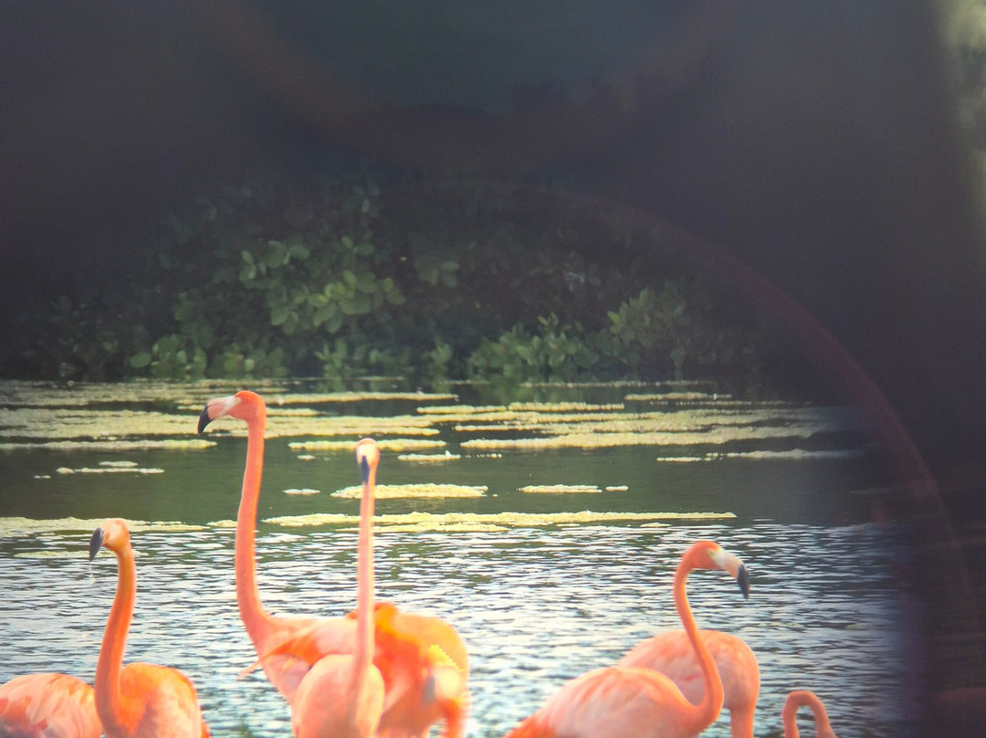 Birdwatching with Paulino Lopez Delgado-Cayo Coco必去景点