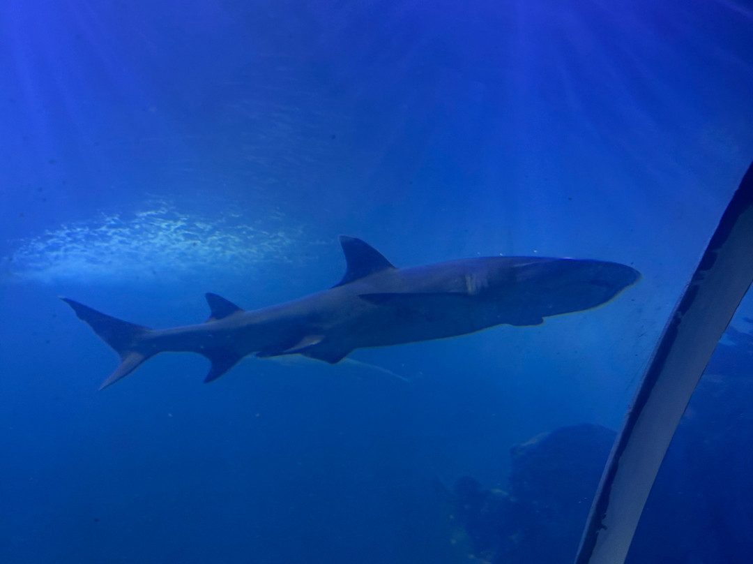 Hurghada Grand Aquarium-赫尔格达必去景点