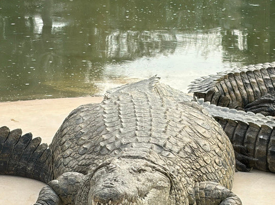 Dubai Crocodile Park-迪拜必去景点