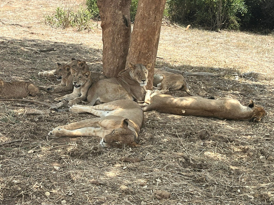 Safari Kenya roberto toba-瓦塔木必去景点