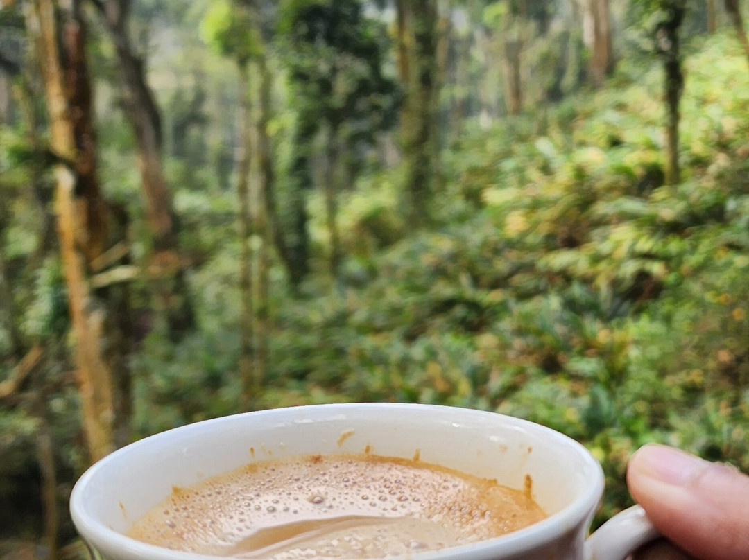 31st December Farms & Estates Munnar主图