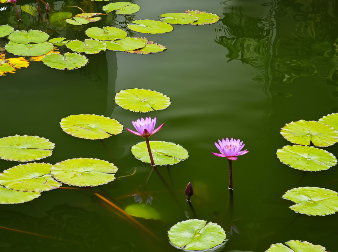 GReaT Trails Wayanad By GRT Hotels主图