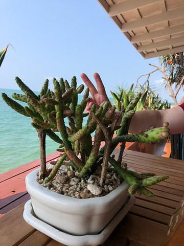 皇家悬崖盛大度假村主图