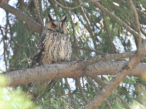 Lesvos Birdwatching (by Eleni)